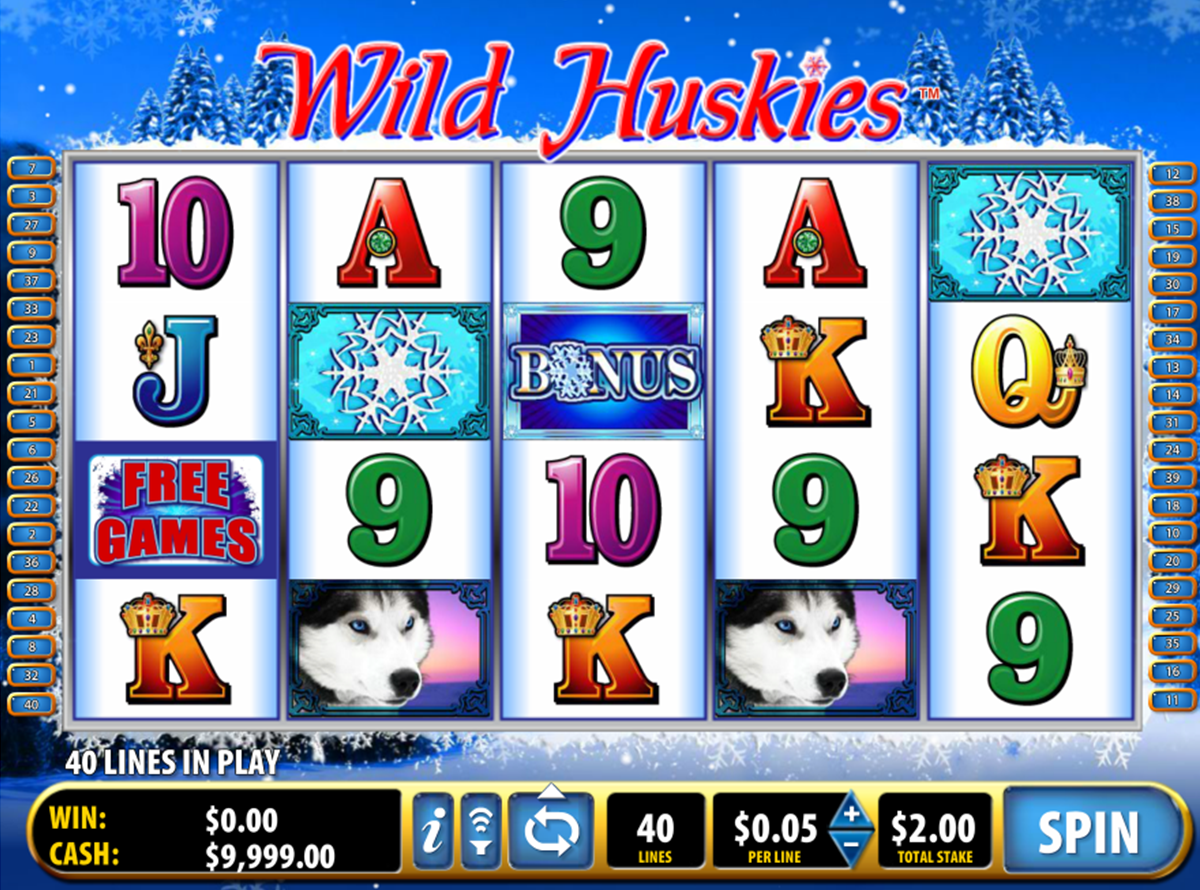 wild huskies bally